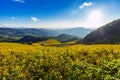 Tung Bua Tong Mexican sunflower field at Mae Hong Son Province in Thailand