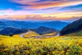 Tung Bua Tong Mexican sunflower field at sunset, Mae Hong Son Province in Thailand Royalty Free Stock Photo