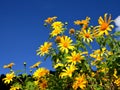 Tung Bua Tong (Mexican sunflower) in Maehongson