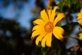 Tung Bua Tong Mexican sunflower under blue sky in Maehongson, Th