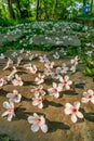 Tung flowers blooming in Miaoli