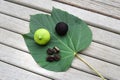 Tung Oil Leaf, Pod, and Nuts Royalty Free Stock Photo