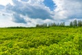 Tung Prong Thong or Golden Mangrove Field at Estuary Pra Sae, Rayong, Thailand