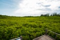 Tung Prong Thong Golden Mangrove Field in Rayong