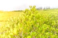 Tung Prong Thong / Mangrove in Rayong Thailand Nature Preserve