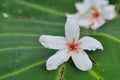 Tung tree flowers Royalty Free Stock Photo