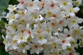 Tung tree flowers Royalty Free Stock Photo