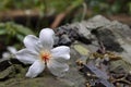 Tung tree flowers Royalty Free Stock Photo