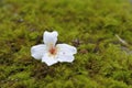 Tung tree flowers Royalty Free Stock Photo