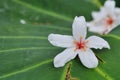 Tung tree flowers Royalty Free Stock Photo