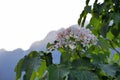 Tung tree flowers Royalty Free Stock Photo