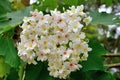 Tung tree flowers Royalty Free Stock Photo