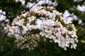 Tung tree flowers Royalty Free Stock Photo