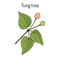 Tung tree Vachellia nilotica , medicinal plant