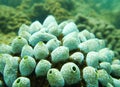 Tunicate Royalty Free Stock Photo