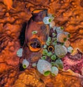 Tunicate on coral reef, underwater