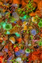 Tunicate on coral reef, underwater