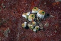 Tunicate on coral reef, underwater