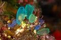 Tunicate on coral reef, underwater