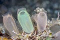 Tunicate underwater off the coast of Bali Royalty Free Stock Photo