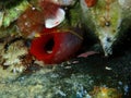 Tunicate red sea squirt (Halocyntia papillosa) undersea, Aegean Sea Royalty Free Stock Photo