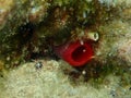 Tunicate red sea squirt (Halocyntia papillosa) undersea, Aegean Sea Royalty Free Stock Photo