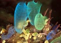 Tunicates Royalty Free Stock Photo