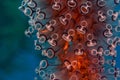 Tunicates Closeup Royalty Free Stock Photo