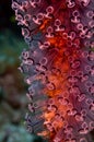 Tunicates Closeup