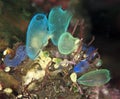 Tunicates feeding Royalty Free Stock Photo