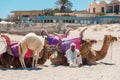 Tunisia. Djerba, July 19, 2016. The owner of the camels sits on the sand on the beach Royalty Free Stock Photo