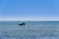 Tunisia. Djerba. Horse and rider taking a sea bath