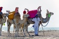 Tunisia. Djerba. Beach of Sidi Mehrez. Camel driver