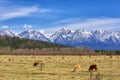 Tunka Valley. April. Calves of Buryat meat breed graze in meadow Royalty Free Stock Photo