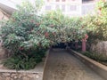 A tunnel, an arch from a beautiful green bush, a tree with green leaves and red flowers with petals and a stone road in a tropical Royalty Free Stock Photo