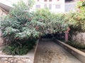 A tunnel, an arch from a beautiful green bush, a tree with green leaves and red flowers with petals and a stone road Royalty Free Stock Photo