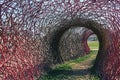 Tunnel architecture with rattan  in the garden Royalty Free Stock Photo