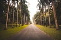 Tunnel avenue tropical palm tree, footpath in park Royalty Free Stock Photo