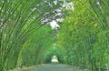 Tunnel bamboo arch with walkway through forest in Thailand