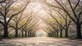 Tunnel of blooming cherry blossom trees arching over a paved pathway during springtime sunlight Royalty Free Stock Photo