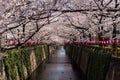 Tunnel of cherry blossom tree over river Royalty Free Stock Photo