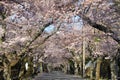 Tunnel of cherry blossoms in Izu highland Royalty Free Stock Photo