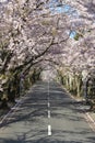 Tunnel of cherry blossoms in Izu highland