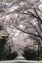 Tunnel of cherry blossoms in Izu highland