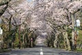 Tunnel of cherry blossoms in Izu highland Royalty Free Stock Photo