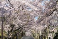 Tunnel of cherry blossoms in Izu highland