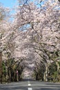 Tunnel of cherry blossoms in Izu highland Royalty Free Stock Photo