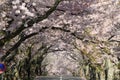 Tunnel of cherry blossoms in Izu highland Royalty Free Stock Photo