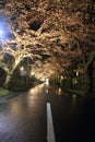 Tunnel of cherry blossoms in Izu highland, Shizuoka night scene Royalty Free Stock Photo