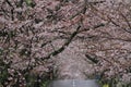 Tunnel of cherry blossoms in Izu highland, Shizuoka rainy Royalty Free Stock Photo